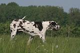 DOGUE ALLEMAND 549